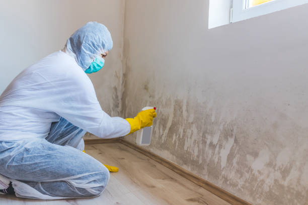 Licensed Mold Remediation service in Halifax, NC - WQB Mold Removal